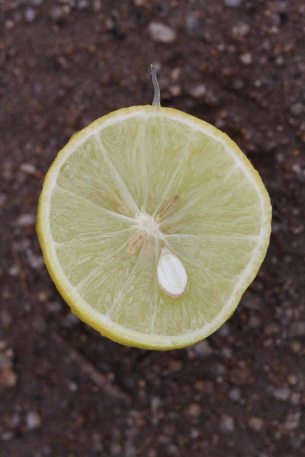              Fruit cross-section (Riverside, CA)       